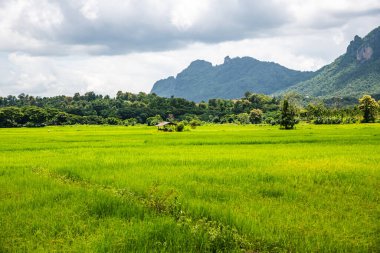 Tayland 'ın Lampang bölgesindeki pirinç tarlası.