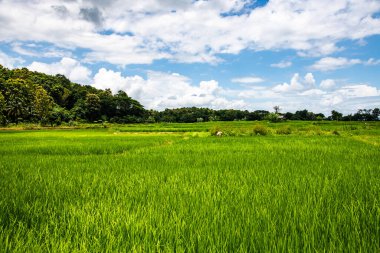Tayland 'ın Lampang bölgesindeki pirinç tarlası.