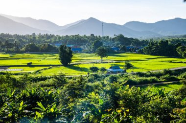 Tayland 'ın Lampang bölgesindeki Muang Pan bölgesinde pirinç tarlası.