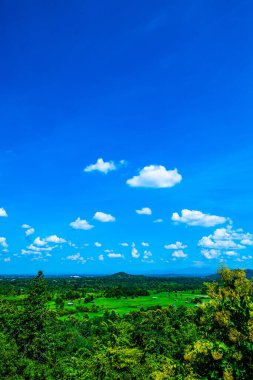 Tayland 'ın Chiangmai bölgesindeki pirinç tarlası..