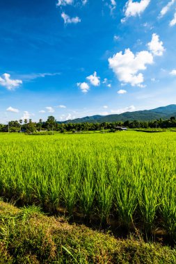 Tayland 'ın Chiangmai bölgesindeki pirinç tarlası..