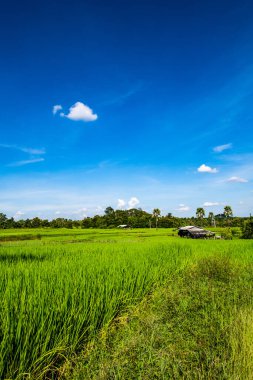 Tayland 'ın Chiangmai bölgesindeki pirinç tarlası..