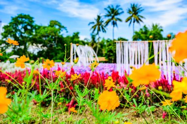 Chiang Mai Bölgesi, Tayland 'da Güzel Bahçeli Sarı Çiçek.