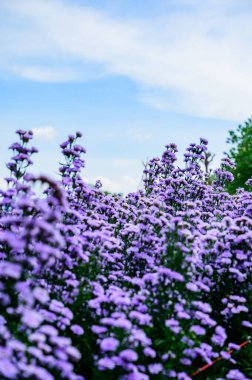 Beautiful Flower Garden In Chiang Mai Province, Thailand.