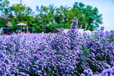 Beautiful Flower Garden In Chiang Mai Province, Thailand.