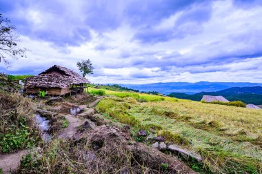 Pa Bong Piang Rice Terraces at Chiang Mai Province, Thailand.