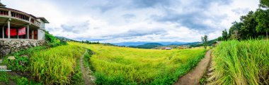 Panorama View of Pa Bong Piang Rice Terraces at Chiang Mai Province, Thailand.