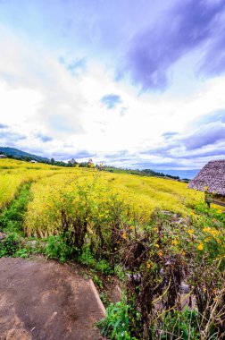 Pa Bong Piang Rice Terraces at Chiang Mai Province, Thailand.