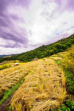 Pa Bong Piang Rice Terraces at Chiang Mai Province, Thailand.