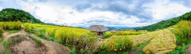 Panorama View of Pa Bong Piang Rice Terraces at Chiang Mai Province, Thailand.