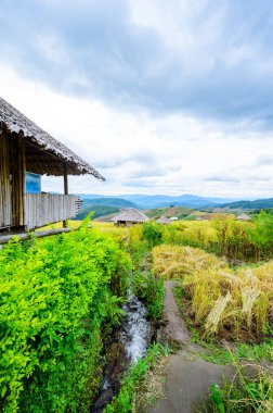 Pa Bong Piang Rice Terraces at Chiang Mai Province, Thailand.