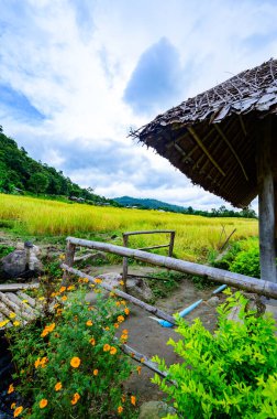 Pa Bong Piang Rice Terraces at Chiang Mai Province, Thailand.