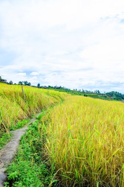 Pa Bong Piang Rice Terraces at Chiang Mai Province, Thailand.