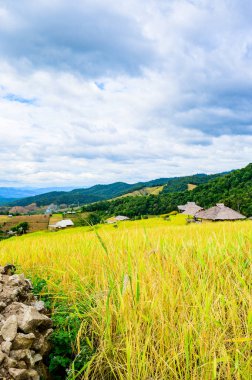 Pa Bong Piang Rice Terraces at Chiang Mai Province, Thailand.