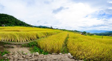 Panorama View of Pa Bong Piang Rice Terraces at Chiang Mai Province, Thailand.