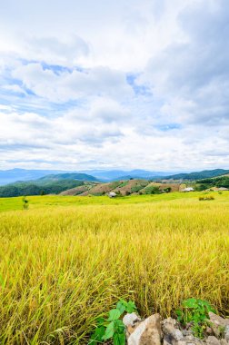 Pa Bong Piang Rice Terraces at Chiang Mai Province, Thailand.