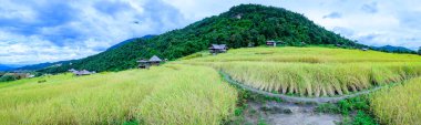 Panorama View of Pa Bong Piang Rice Terraces at Chiang Mai Province, Thailand.