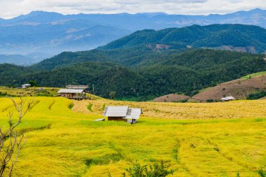 Pa Bong Piang Rice Terraces at Chiang Mai Province, Thailand.