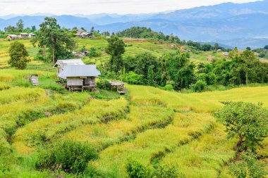 Pa Bong Piang Rice Terraces at Chiang Mai Province, Thailand.