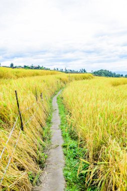 Pa Bong Piang Rice Terraces at Chiang Mai Province, Thailand.