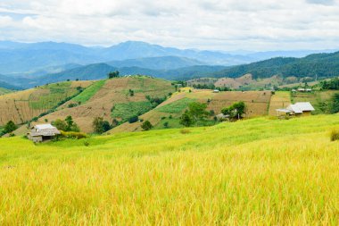 Pa Bong Piang Rice Terraces at Chiang Mai Province, Thailand.