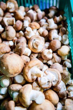 Fresh Shiitake Mushroom in Basket, Chiangmai Province.