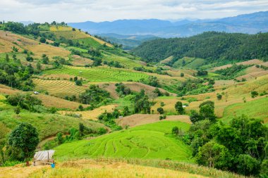 Pa Bong Piang Rice Terraces at Chiang Mai Province, Thailand.