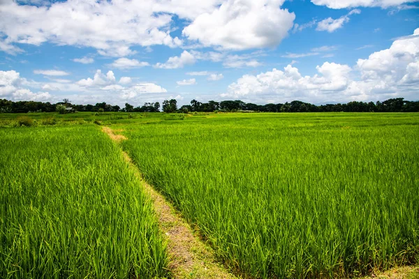 泰国兰榜省的稻田 — 图库照片
