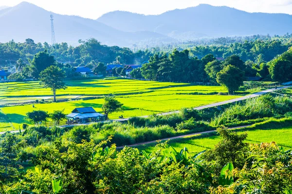 泰国Lampang省Muang Pan地区的稻田 — 图库照片