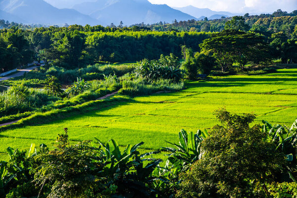 Рисовое поле в районе Муангпан провинции Лампанг, Таиланд.