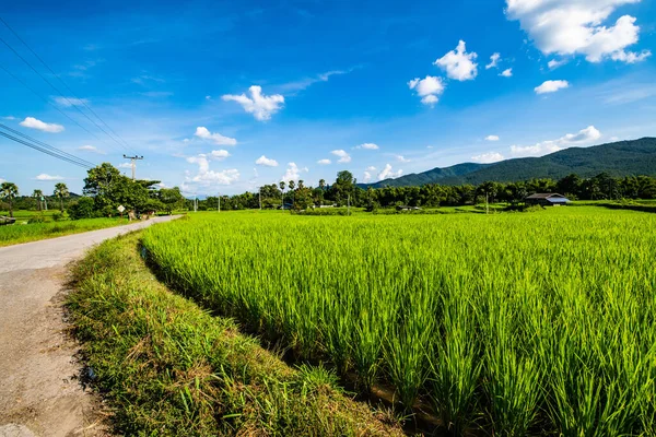 Rice Field Chiangmai Province Thailand — Stock Photo, Image