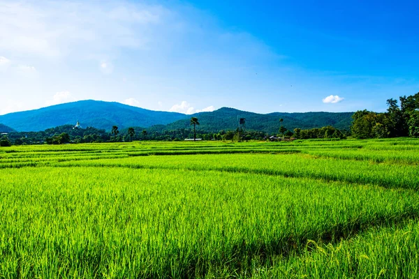 Riz Dans Province Chiangmai Thaïlande — Photo