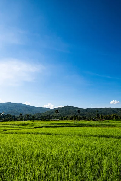 Campo Arroz Provincia Chiangmai Tailandia —  Fotos de Stock