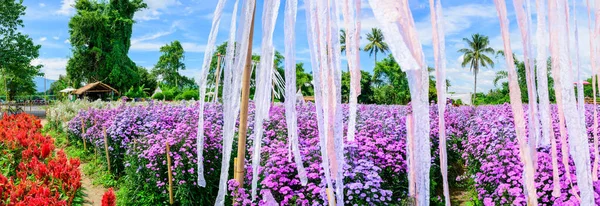 Panorama View of Beautiful Flower Garden at Chiang Mai Province, Thailand.