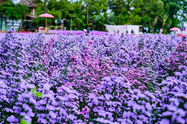 Beautiful Flower Garden Chiang Mai Province Thailand — Zdjęcie stockowe