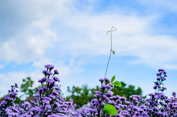 Violet Flower with Vine in The Garden, Thailand.