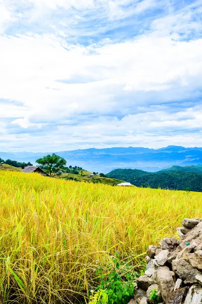 Pa Bong Piang Rice Terraces at Chiang Mai Province, Thailand.