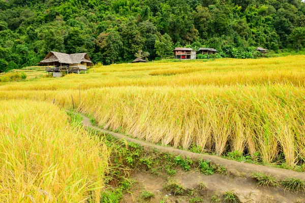 Bong Piang Rice Terraces Chiang Mai Province Thailand — Foto de Stock