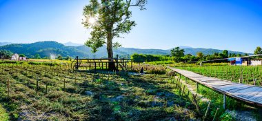 Panorama View of Flower Garden with Rice Field in Chiang Mai Province, Thailand.