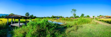 Panorama View of Flower Garden with Rice Field in Chiang Mai Province, Thailand.