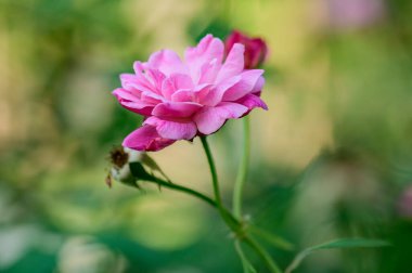 Pink rose in the garden, Thailand.