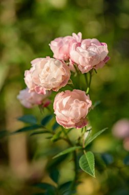 Pink rose in the garden, Thailand.