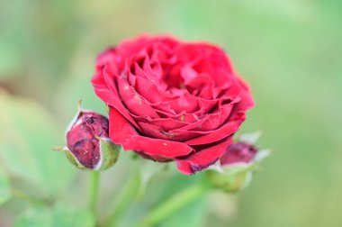 Red roses in the garden, Thailand.