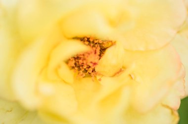 Pollen of yellow rose, Thailand.