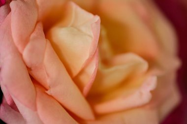 Background of light orange rose petals, Thailand.