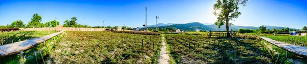 Panorama View of Flower Garden with Rice Field in Chiang Mai Province, Thailand.