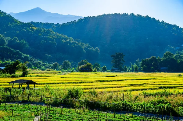 Flower Garden Rice Field Chiang Mai Province Thailand — Stock Photo, Image