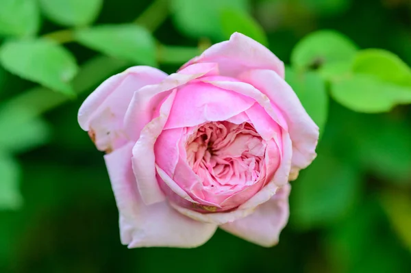 Pink Rose Garden Thailand — Photo