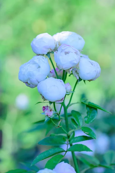 White Rose Garden Thailand — Stock Photo, Image