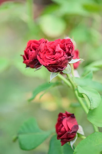 Red Roses Garden Thailand — Stock Photo, Image